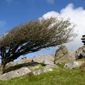 Print of Windswept Tree on Bodmin Moor Print of Windswept Tree on Bodmin Moor