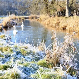 Winter Scene Print: Two Swans on the River Coln Winter Scene Print: Two Swans on the River Coln