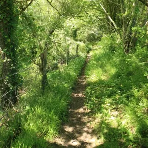 Woodland path Woodland path