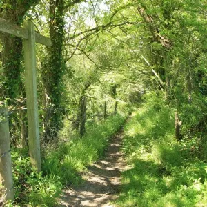 Woodland Path Print, South Devon Landscape Woodland Path Print, South Devon Landscape