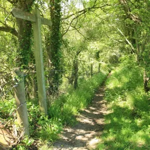 Woodland path Woodland path