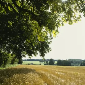 Woodmancote Woodmancote