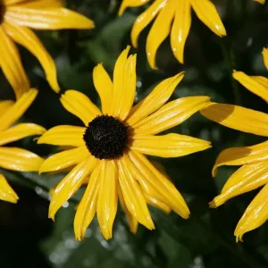 Cotswolds Cottage Garden Daisy Print Cotswolds Cottage Garden Daisy Print
