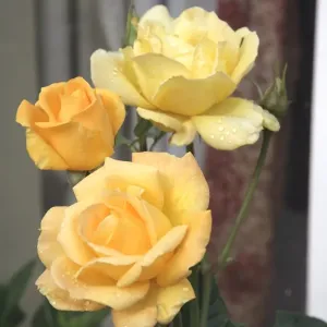 Yellow Roses in Cotswold Garden Print Yellow Roses in Cotswold Garden Print
