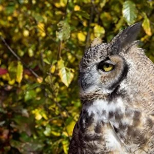 Great horned owl (Bubo virginianus), head in profile