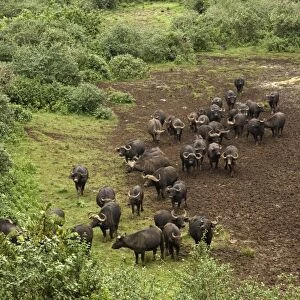 Kenya, Mount Kenya National Park, herd of African buffalos (Syncerus caffer) at muddy watering hole