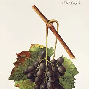 Raisin Noir de Jerusalem grape, illustration by J. Troncy