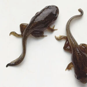 Above view mature tadpoles with formed limbs and long tails
