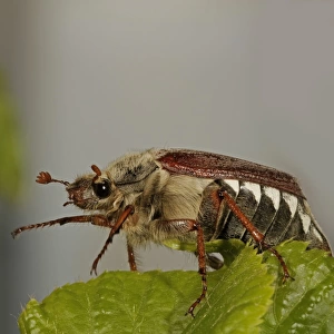Cockchafer, May bug (Melolontha)