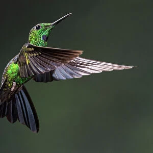 Green-crowned Brilliant Hummingbird