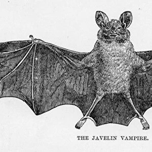 Javelin bat engraving 1894