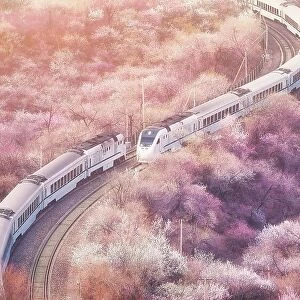 Sakura train