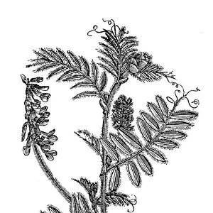 Vicia villosa (hairy vetch, fodder vetch or winter vetch) (hairy vetch, fodder vetch or winter vetch)