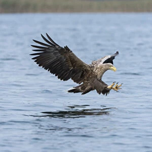 White-tailed Eagle or Sea Eagle -Haliaeetus albicilla-, in flight, Mecklenburg Lake District, Mecklenburg-Western Pomerania, Germany