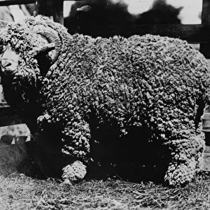 Woolly Ram