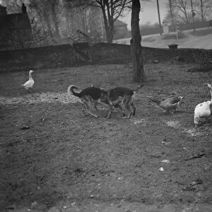 Alsations and geese playing. 1936