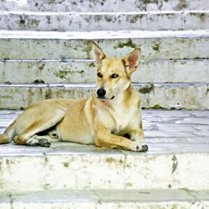 Beautiful pale dog on old stone steps, Symi Greece credit: Marie-Louise Avery /