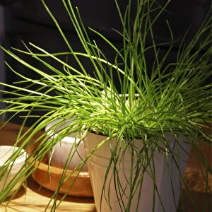 Brightly lit pot of chives on kitchen counter credit: Marie-Louise Avery / thePictureKitchen