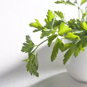 Bunch of flat parsley in small ceramic cup credit: Marie-Louise Avery / thePictureKitchen