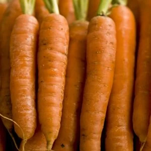 Close up of carrots lined up. credit: Marie-Louise Avery / thePictureKitchen / TopFoto