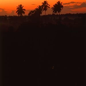 Dawn over rice fields, Sri Lanka