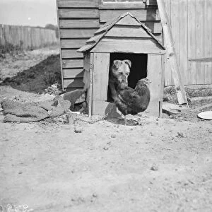 A dog and a chicken show friendship and respect. 1938