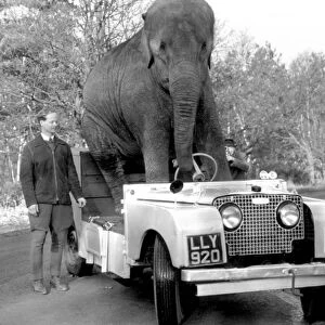 Elephant learning to drive a car