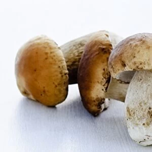 Fresh young porcini (Penny Bun) mushrooms on white background credit: Marie-Louise