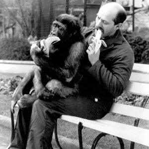 Man with chimpanzee sitting on his lap, both eating bananas