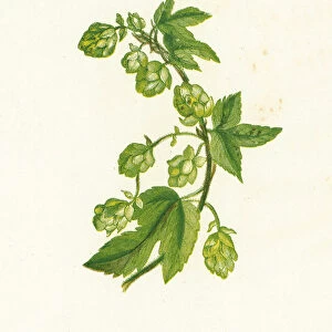 Common Hop, Humulus Lupulus (colour litho)