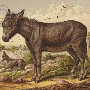 Donkey (colour litho)