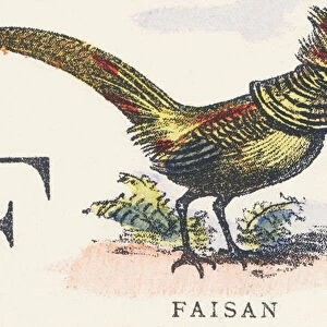 F: pheasant