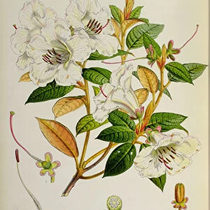 Rhododendron: Edgeworthi, lithograph by Walter Hood Fitch (1817-92)