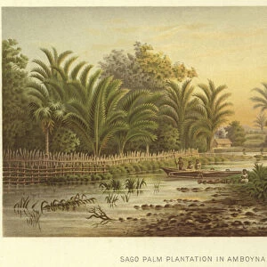 Sago Palm Plantation in Amboyna (chromolitho)