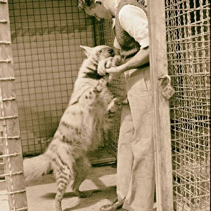Tel Aviv Zoo Hyena playing keeper 1934 Israel