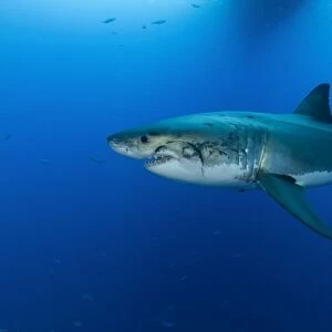 Male great white shark, Guadalupe Island, Mexico