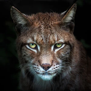Lynx gaze