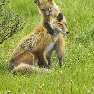 American Red Fox (Vulpes vulpes) cubs playing with its mother. Grand Teton National Park
