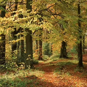 Autumn colours in Long Ridge Woods, Painswick, Cotswolds