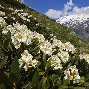 Caucasian rhododendron (Rhododendron caucasium) flowers with Mount Elbrus in the distance