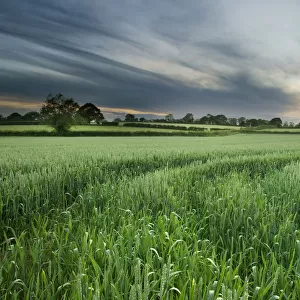 Farmland with wheat crop, Northern Ireland, UK, June 2011