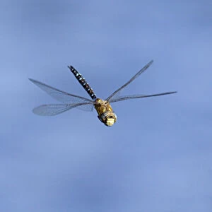 Migrant Hawker dragonfly (Aeshna mixta latrielle) male in flight, Wiltshire, England
