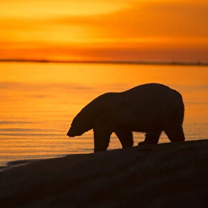 Polar bear (Ursus maritimus) silhouetted at waters edge at sunset, Bernard Spit