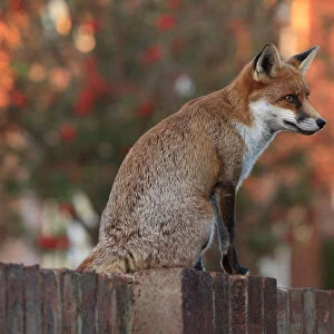 Red fox cub (Vulpes vulpes) on fence, Hampshire, England, UK, October