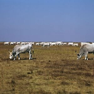 Hungarian white cattle. Artist: CM Dixon