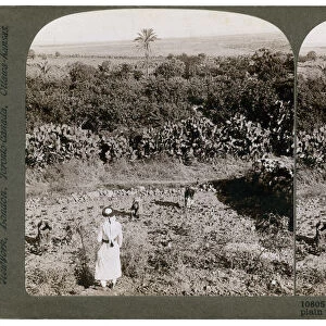 The north-west view from Shunem, across the Plain of Esdraelon, towards Carmel, 1900s. Artist: Underwood & Underwood