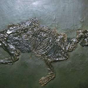 Primitive Horse Fossil