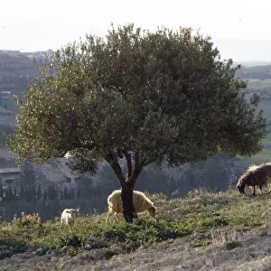Sheep near Knossos with Olive tree in April at dusk, Crete, c20th century. Artist: CM Dixon