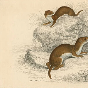 Weasel (Putorius nivalis / Mustela vulgaris), the smallest European carnivore, 1828