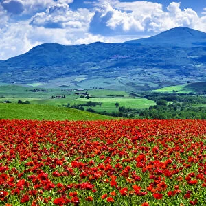Poppy field, Tuscany, Italy